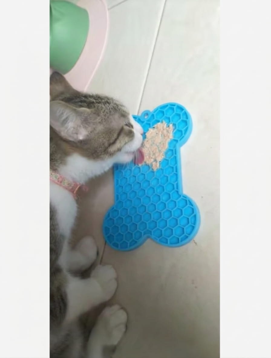 איילון ספלוב