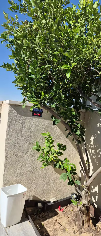 דנה פרידמן